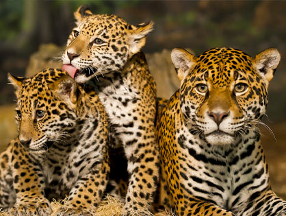 INCREDIBLE NEW CONSERVATION PROJECT: TULUM JAGUAR NATIONAL PARK