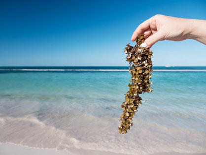 LOW SARGASSUM LEVELS REPORTED ACROSS QUINTANA ROO.