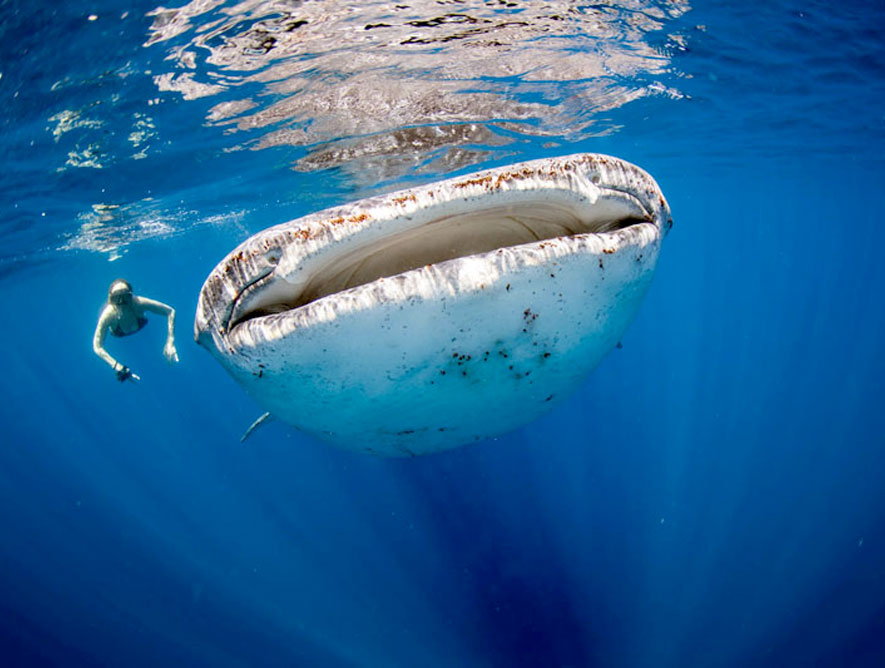  A GUIDE TO WHALE SHARK SEASON IN QUINTANA ROO
